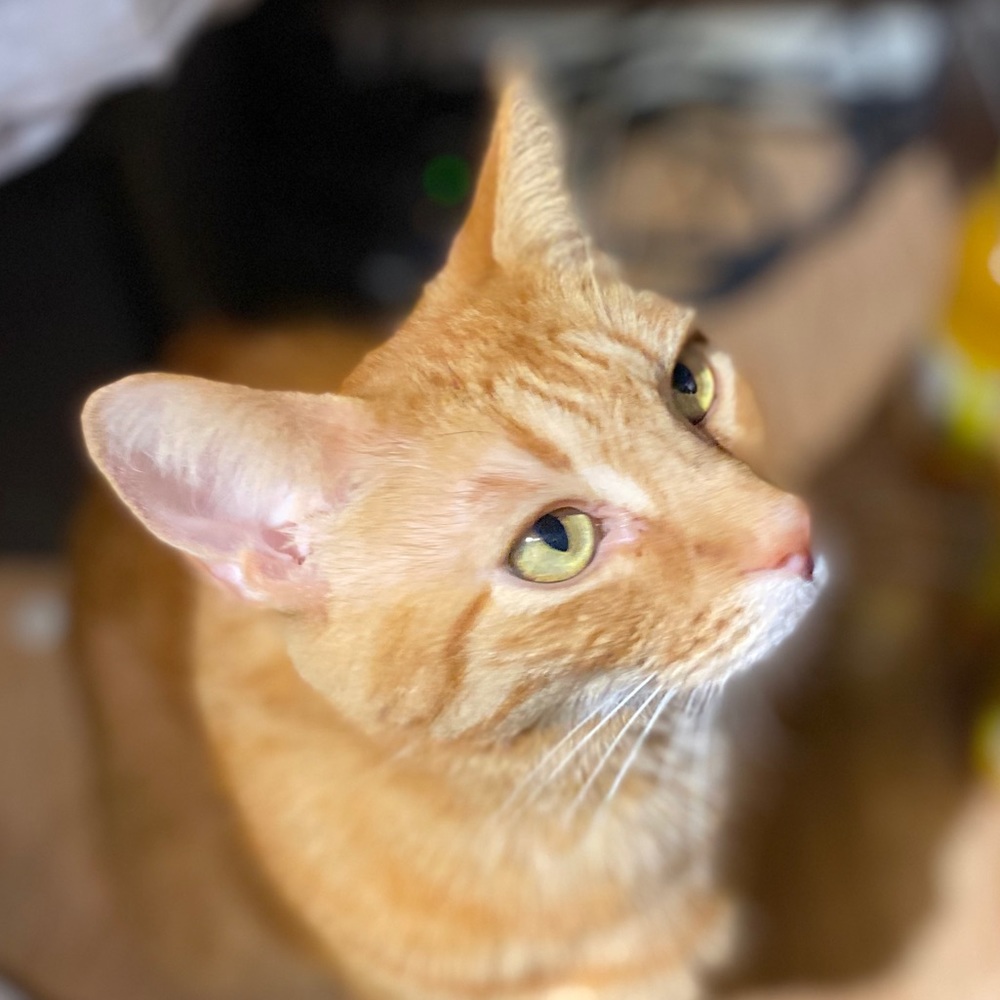 Meet your Posher, Celenia